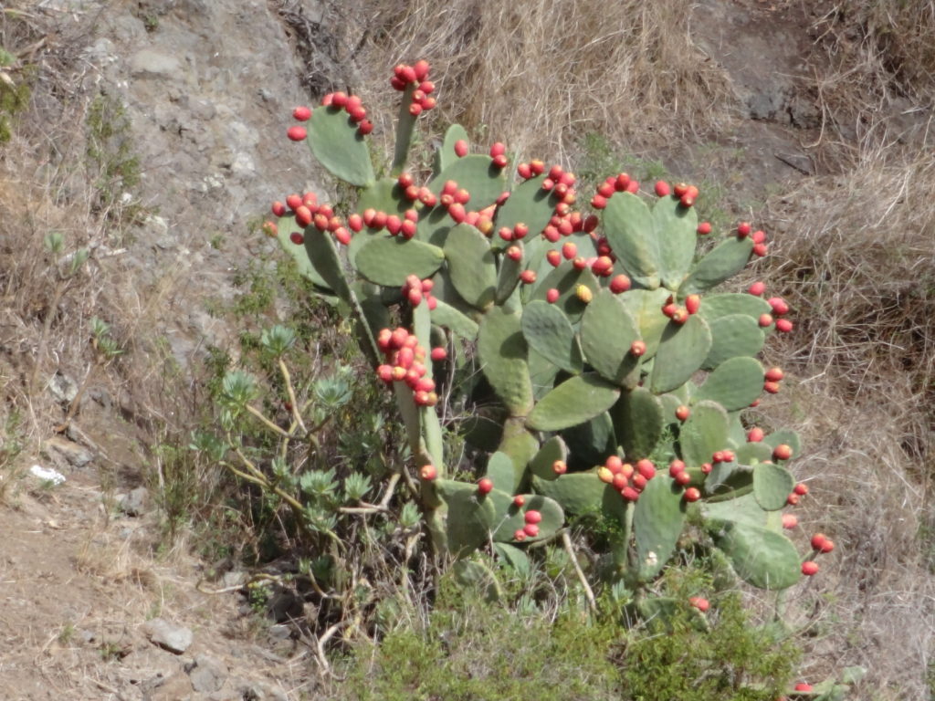 Ein besonders feigenreicher Kaktus.