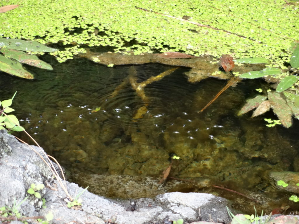Ein Tümpel am Wegesrand...