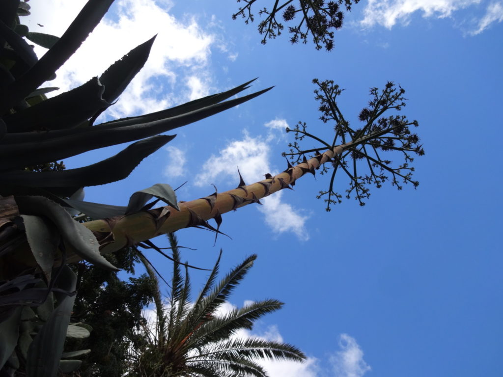 Die Aloe-Blütenstengel sind hier so kräftig wie die Oberschenkel von zünftigen Wandersleuten.