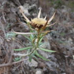 Trockenblume am Wegesrand