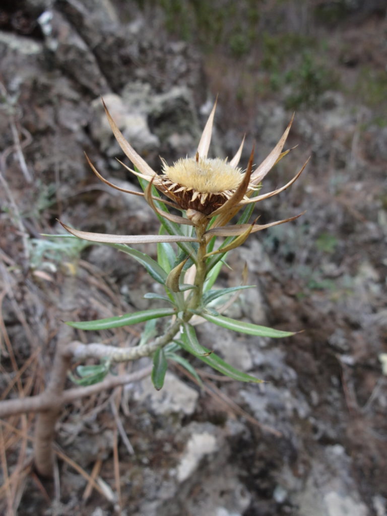 Trockenblume am Wegesrand