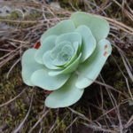 Diese Pflanzen gibt es da massenweise, die kleben einfach so am Fels und fallen manchmal herunter.