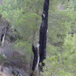 Mehr verbrannte Bäume.