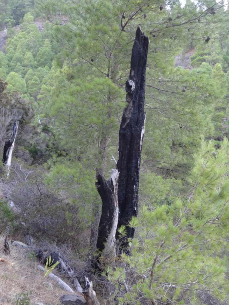 Mehr verbrannte Bäume.