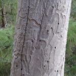 Unter der verbrannten Rinde kommen interessante Muster zu Tage.